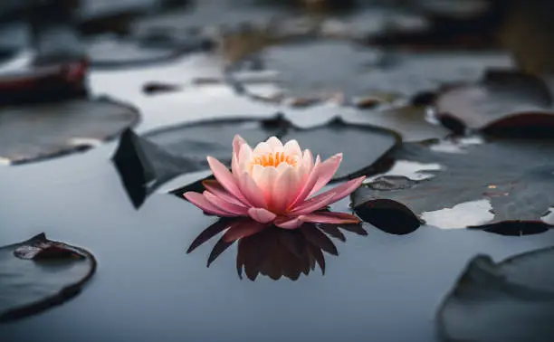New Year – New Motivation